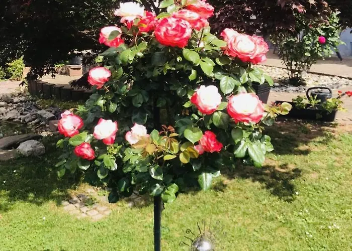 Modernes Sauerblick *